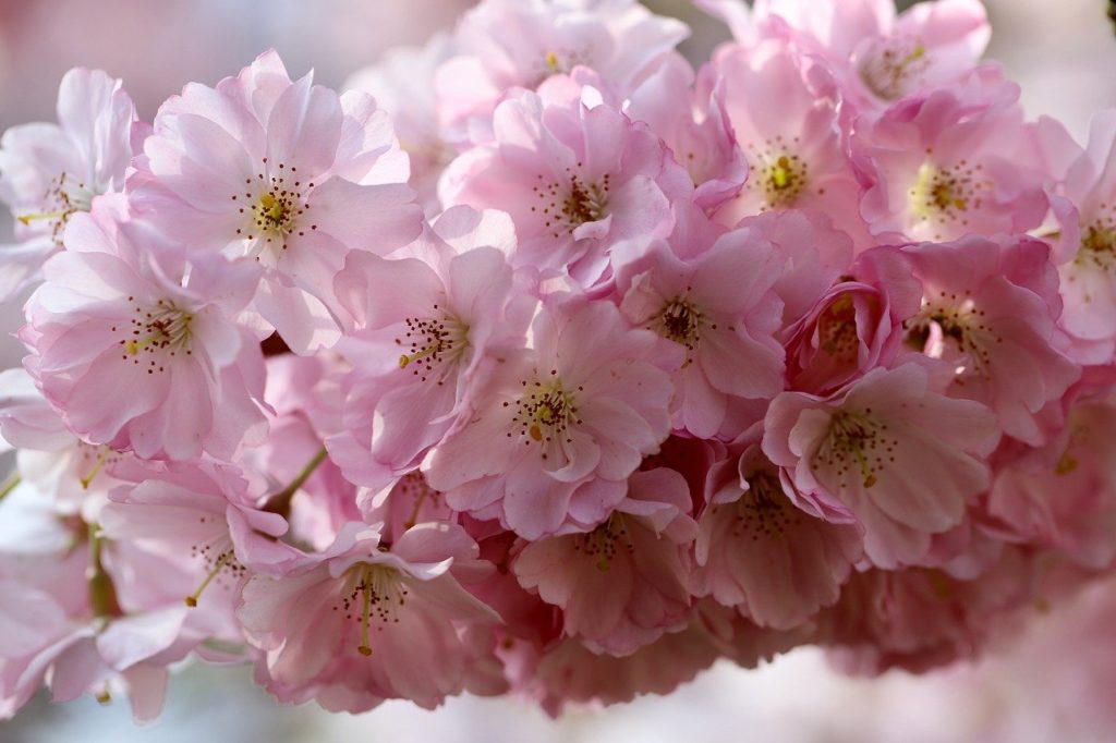 cherry blossoms, ornamental cherry, flowering branch